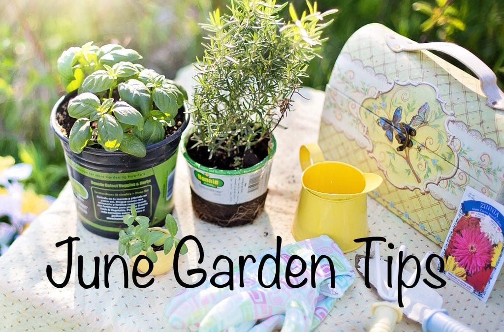 June garden tips to help you through summer in San Antonio.