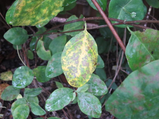 Powdery mildew fungus on honeysuckle makes a plant look unattractive.