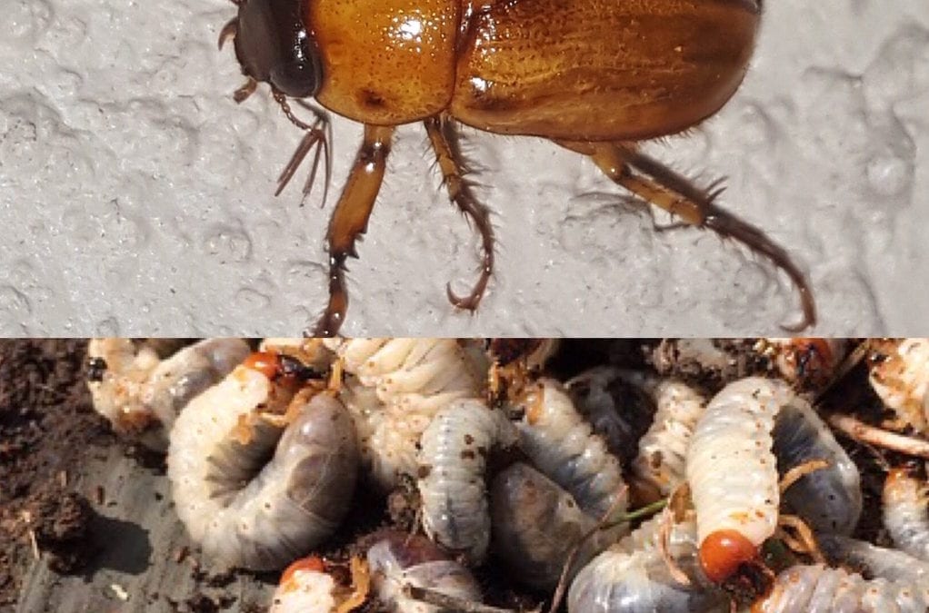 The larvae of June bugs turn into the grubs that feed on your lawn.