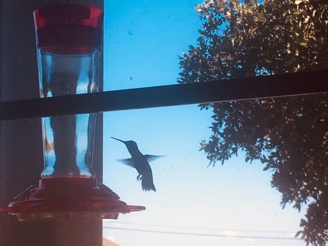 A hummingbird flies in for a sip of nectar from a feeder.