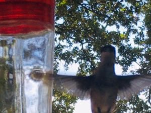 Close of hummingbird at hummingbird feeders.