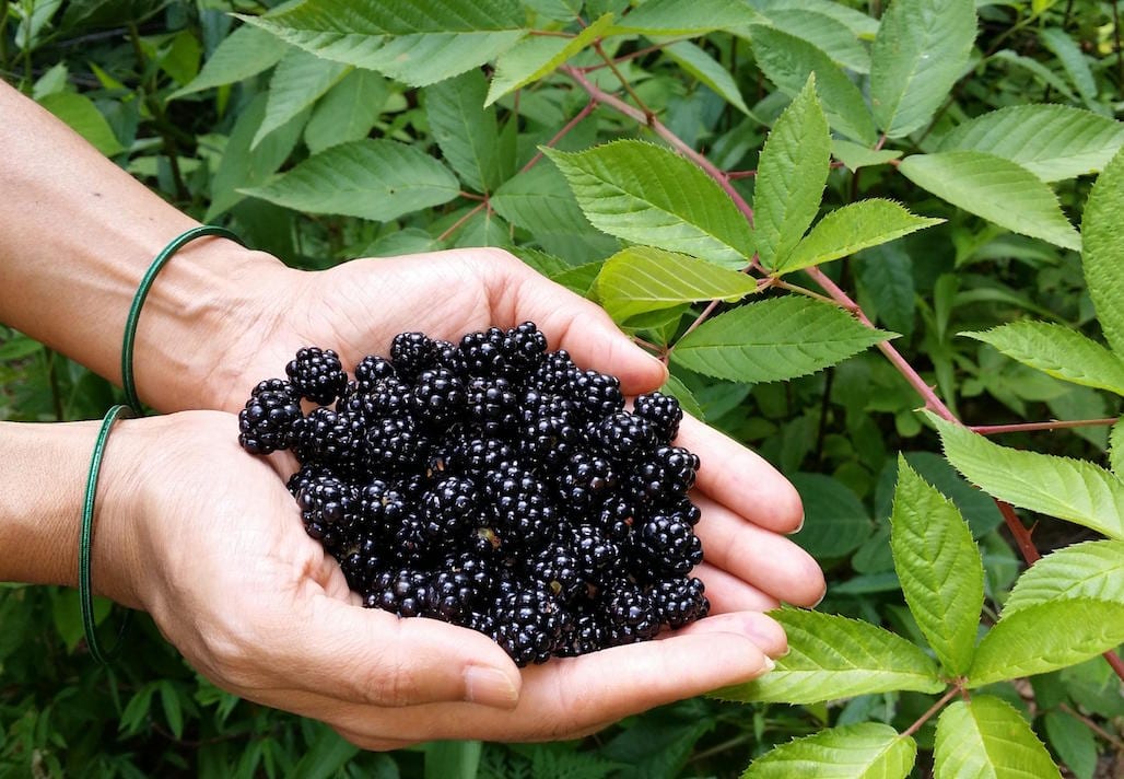 Blackberries are a reliable fruit in San Antonio climates.
