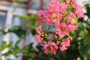 crape-myrtle-pink Pink crape myrtles come in several hues of the color.