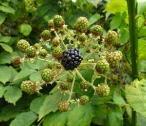 You'll see blackberries the first year after planting them with the correct care!