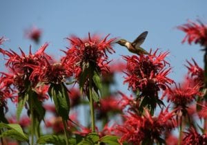Planting beebalm or other nectar plants by your hummingbird feeders will draw them in fast!