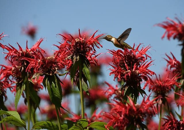 beebalm-edible-flowers Planting beebalm or other nectar plants by your hummingbird feeders will draw them in fast, and flowers are edible too!