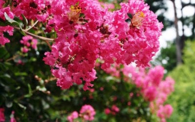 Crape Myrtles: 4 Important Facts (more than color)!