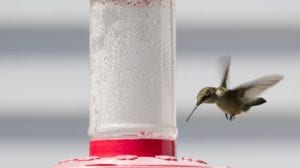 Sugar and water is all you need to attract hummingbirds to your feeders.