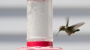 hummingbird-feeders Sugar and water is all you need to attract hummingbirds to your feeders.