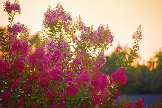 Crape myrtles put out beautiful blooms.