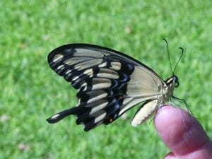 swallowtail-dill-fennel Giant Swallowtail Butterfly
