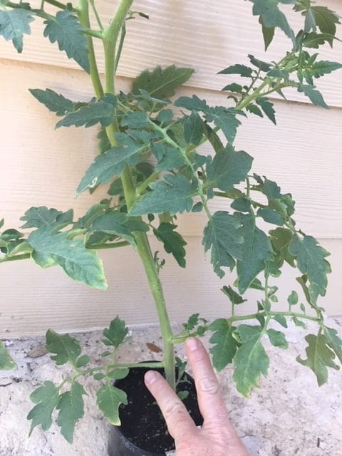 Remove bottom few branches on your fall tomatoes and plant them deeply.