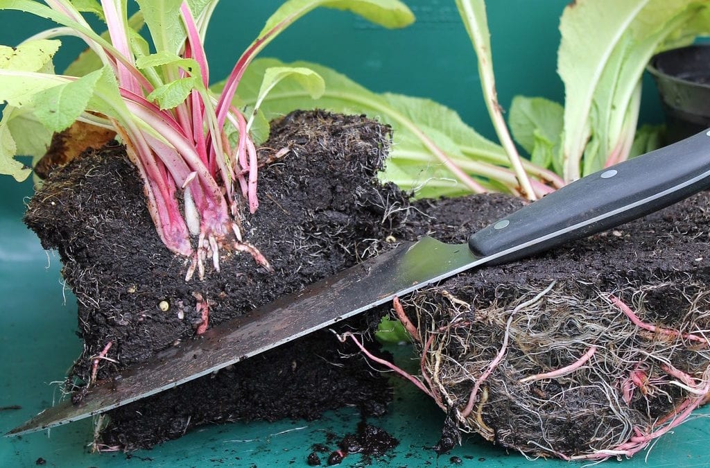 Dividing plants to propagate them in fall.