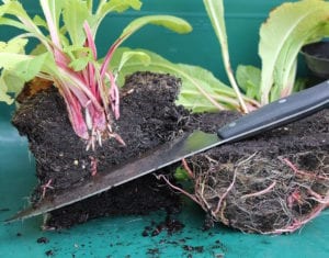 Dividing plants to propagate them in fall.