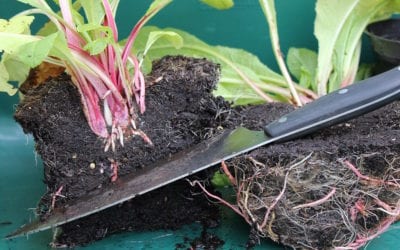 5 Great Reason To Dig and Divide Plants This Fall