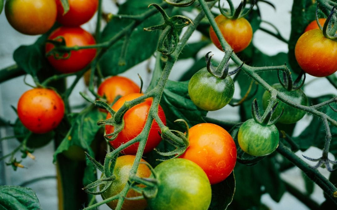 Time to Buy (bump, protect, plant) For Juicy Tomatoes in Fall