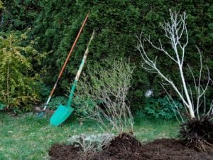 Dividing-plants-planting-trees Dividing plants is a garden chore for November in San Antonio.