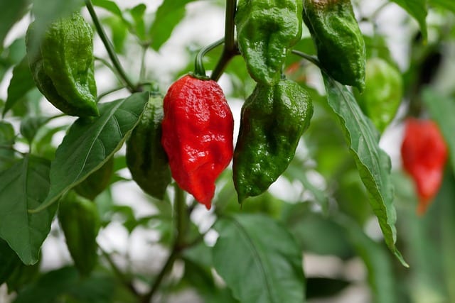 A good gardening hack is spraying peppers plant's foliage with water.