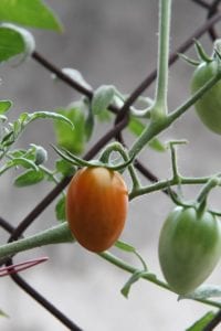 Smaller tomatoes, like the 2021 rodeo tomato, Ruby Crush tend to do better in fall