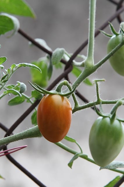 Smaller fall tomatoes, like the 2021 rodeo tomato, Ruby Crush tend to do better in fall