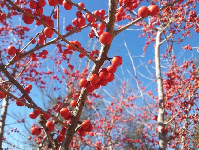 Possumhaw holly is a beautiful SAWS Watersaver Landscape Coupon plant that produces bright red berries in late fall/winter.