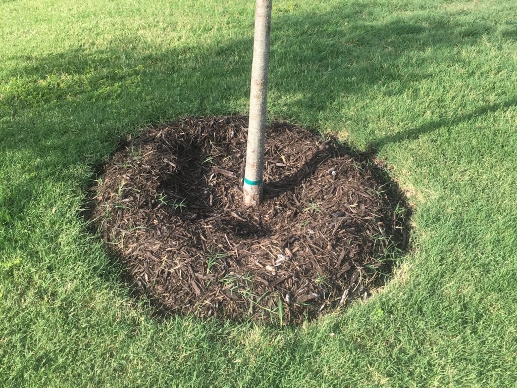 mulch-basin-planting-trees Applying mulch properly is crucial when planting new trees.