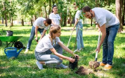 When It Comes To Planting Trees, Don’t Dig Too Deep!