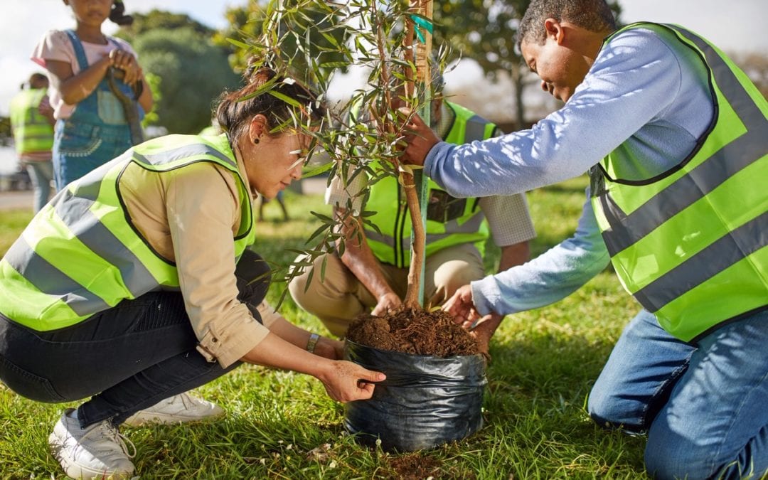 Fall is a great time for planting trees and shrubs.