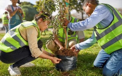 6 Steps For Planting Trees and Shrubs in San Antonio