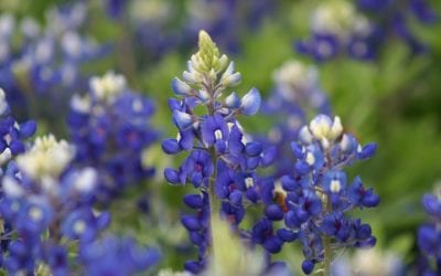 Planting Bluebonnets in San Antonio: It’s Just About Time!