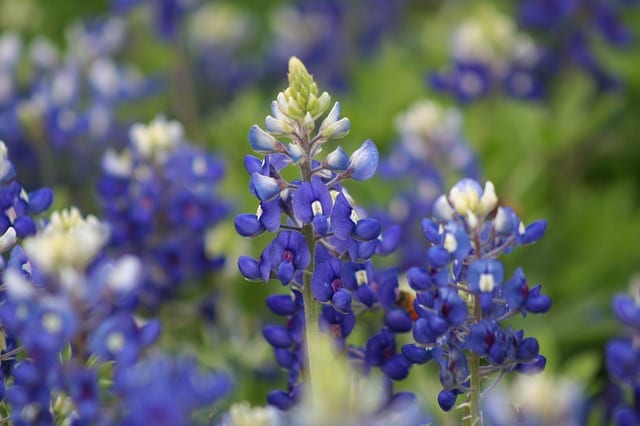 bluebonnets Bluebonnets are the most sought after picture opportunity in spring in San Antonio.