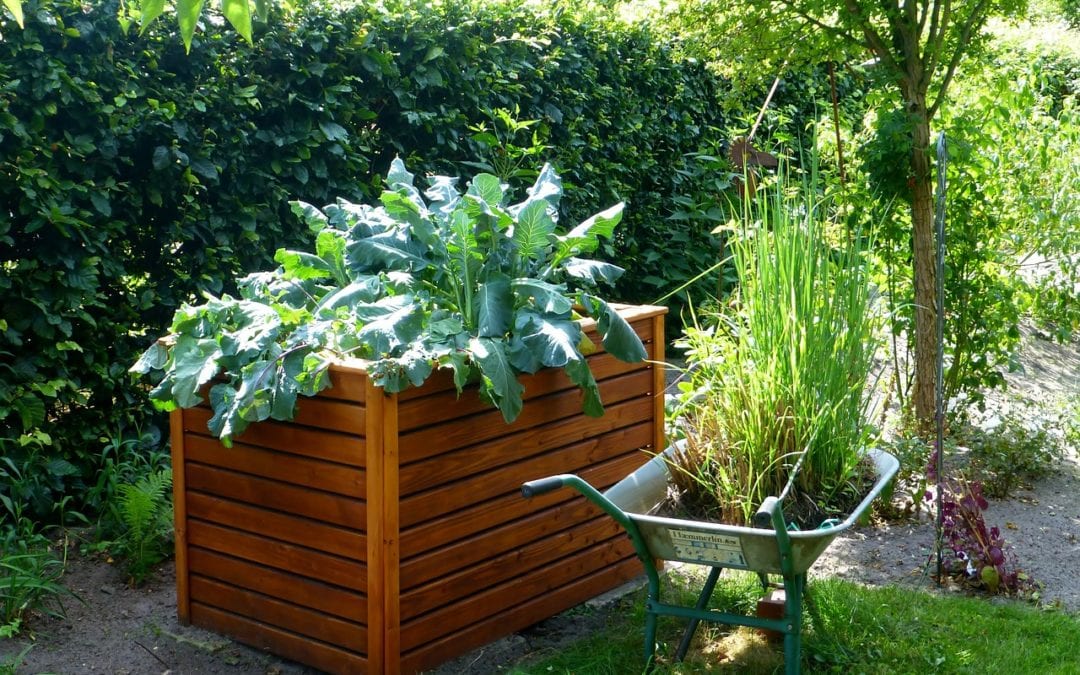 Raised Bed Gardens are a great way to garden here in San Antonio
