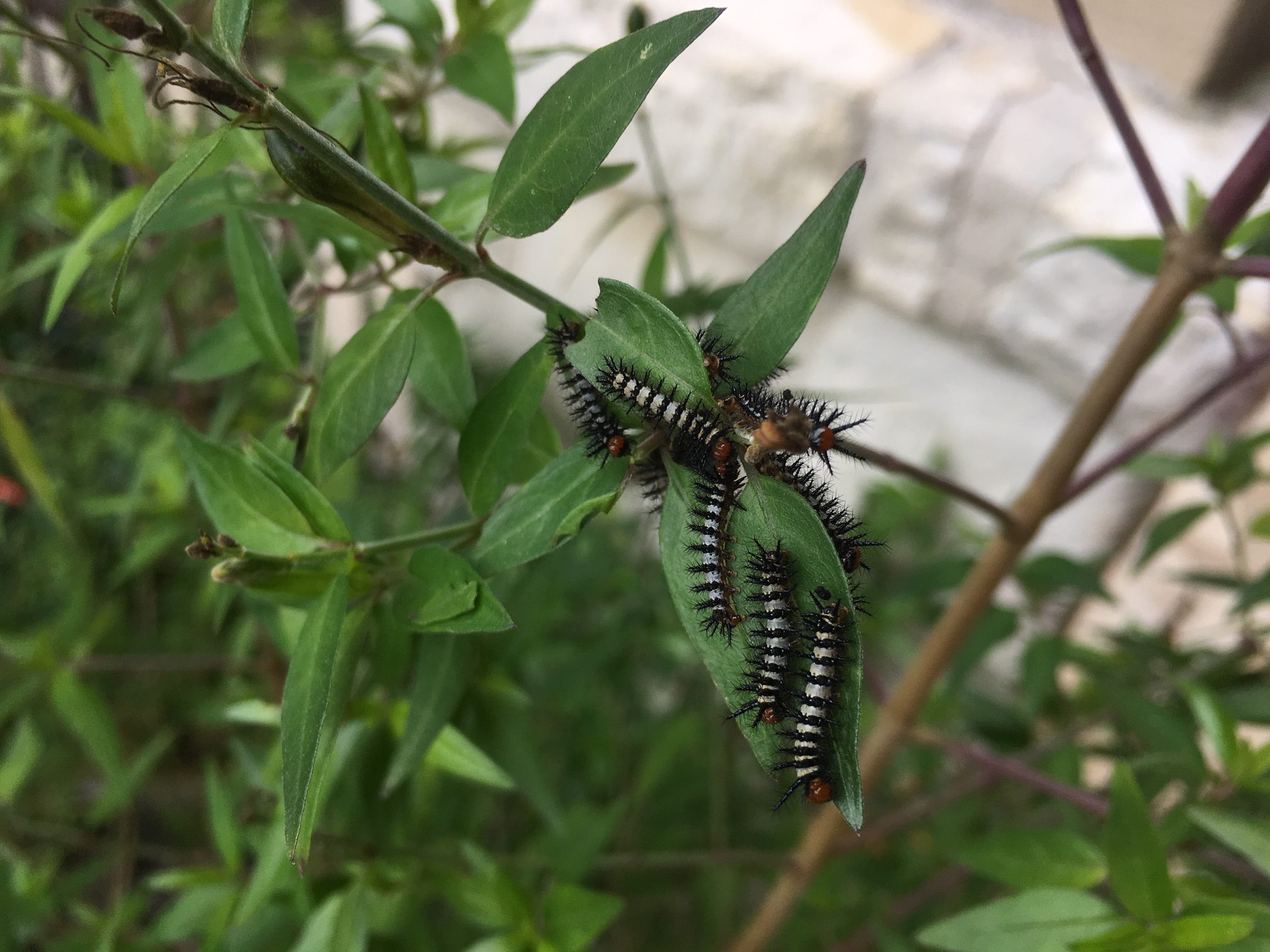 Learn about butterflies, bring them to your garden - AgriLife Today