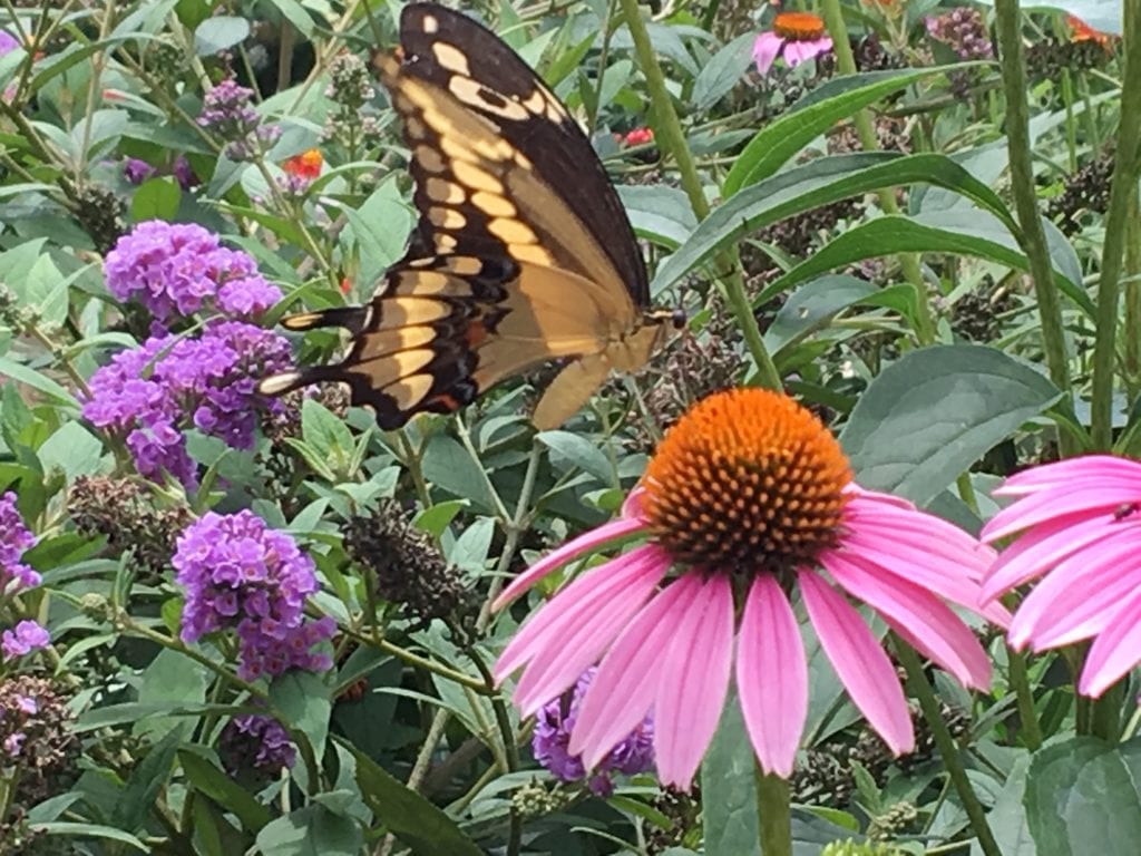 Butterfly on coneflower