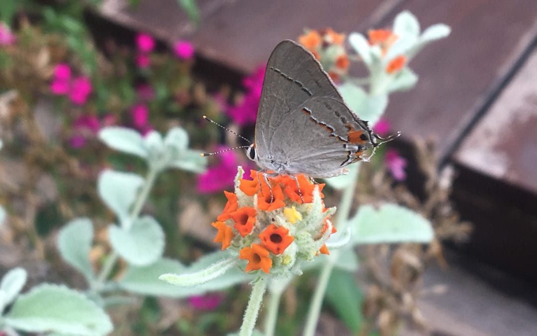 The wooly butterfly bush is a great nectar plant for butterflies here in San Antonio.