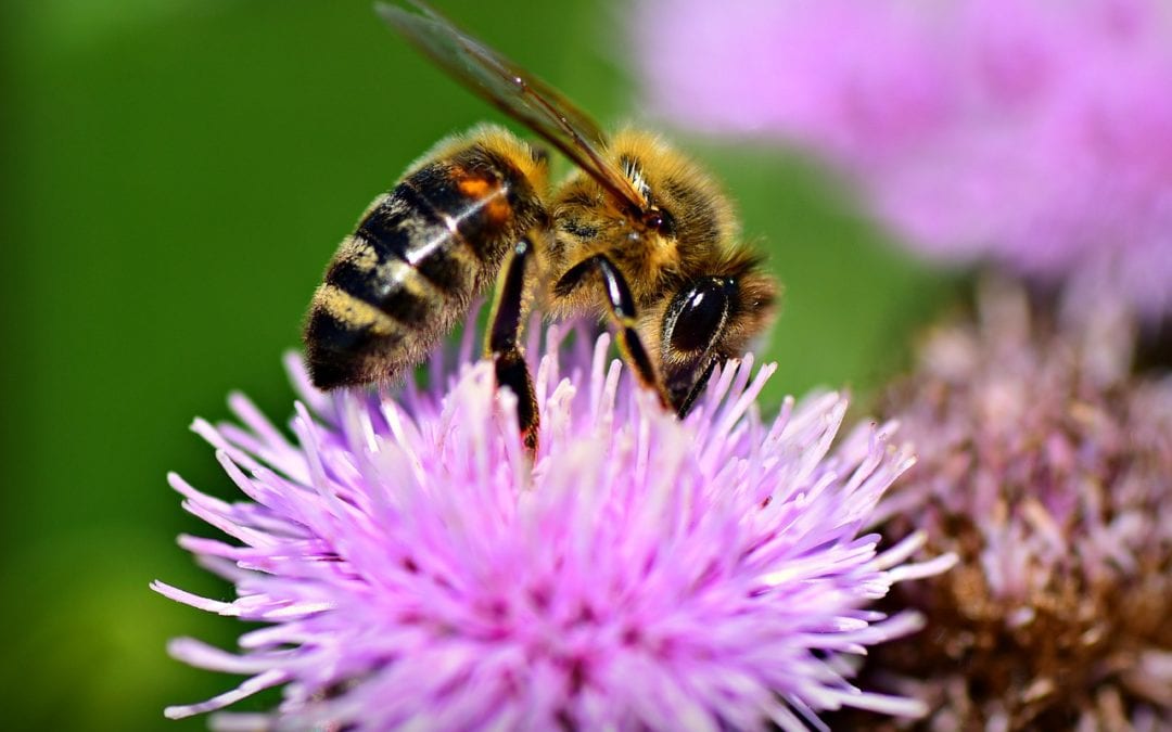Bringing in the Pollinators: Plants They Search Out