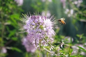 Wildflowers like lemon mint is an excellent pollinator-attracting wildflower