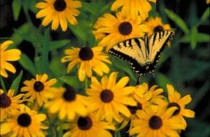 Blackeyed Susan native Texas wildflowers. 