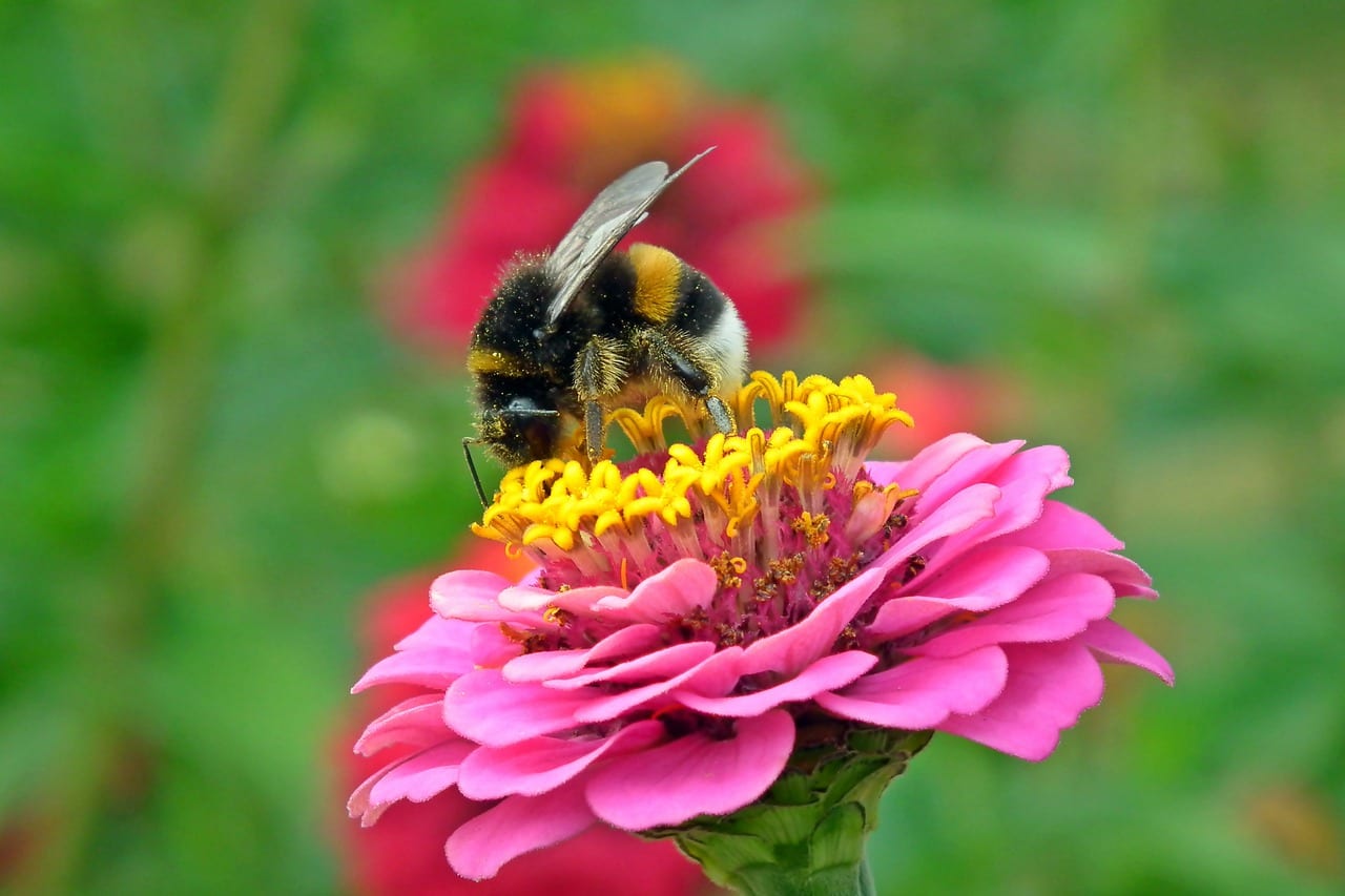 do apple trees attract bees