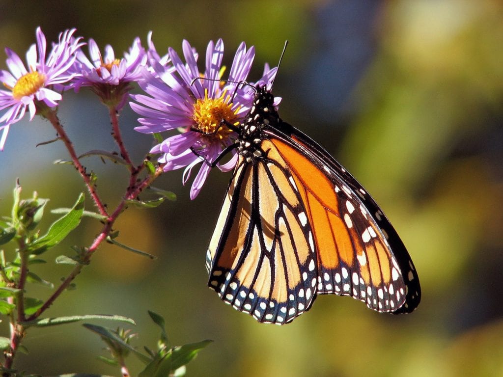 butterfly-aster Butterfly eating aster