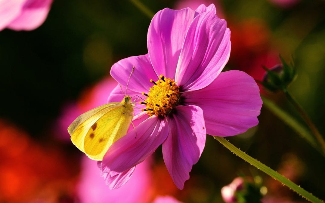 5 Ways to Attract Pollinators to your San Antonio Landscape