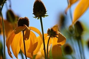 Clasping coneflower is a unique wildflower for Texas.