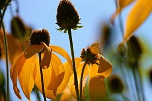 coneflower-clasping-wildflowers-native Clasping coneflower is a unique wildflower for Texas.