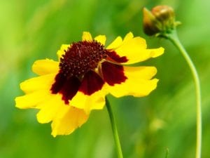 Plains Coreopsis are delightful  wildflowers found in meadows in San Antonio.