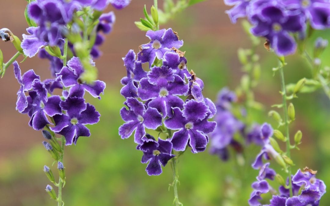 Duranta loves the heat and its flowers make an outstanding nectar plant for butterflies and other pollinators.