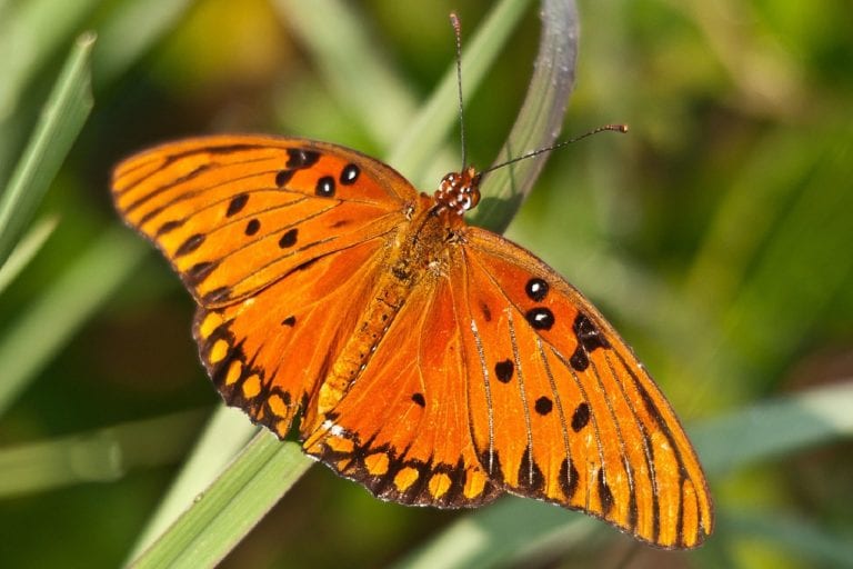 San Antonio host plants that successfully attract butterflies.