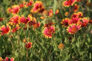 Indian Blanket wildflower cast a gorgeous display along Texas highways.