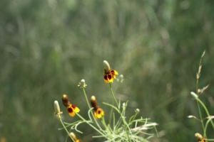 Mexican hat wildflowers bloom from late spring to fall in San Antonio.