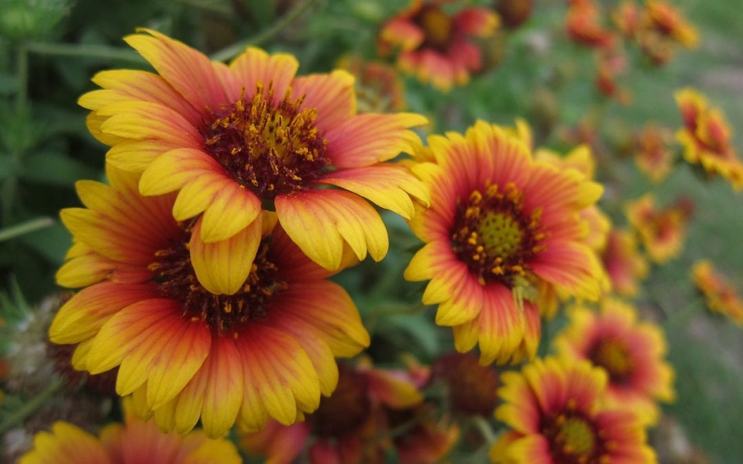 Indian blankets are some of the most gorgeous wildflowers along Texas highways.
