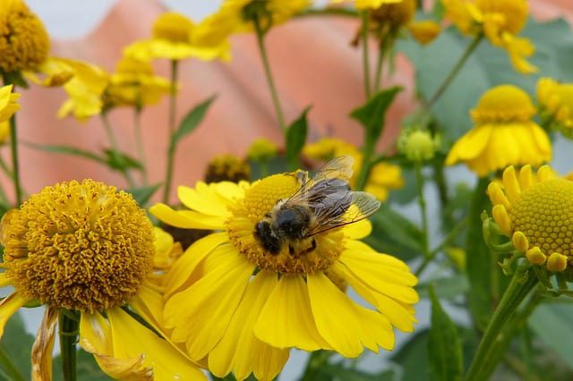 wildflower-pollinators-bees-butterflies Helenium is a wildflower that is also called sneezeweed.